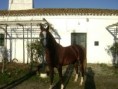 /album/galeria-de-fotos-boris/cavalos-069-jpg/